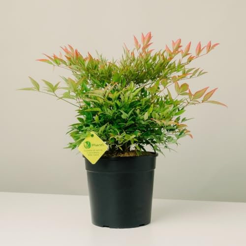 Plantì NANDINA DOMESTICA. Arbusto, Pianta Sempreverde da Esterno con Vaso da 19cm-Piante vere da Esterno, Giardino e Terrazzo. 6 mesi di Concimazione. Idea Regalo Pianta da Esterno (Gulf Stream)
