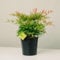 Plantì NANDINA DOMESTICA. Arbusto, Pianta Sempreverde da Esterno con Vaso da 19cm-Piante vere da Esterno, Giardino e Terrazzo. 6 mesi di Concimazione. Idea Regalo Pianta da Esterno (Gulf Stream)
