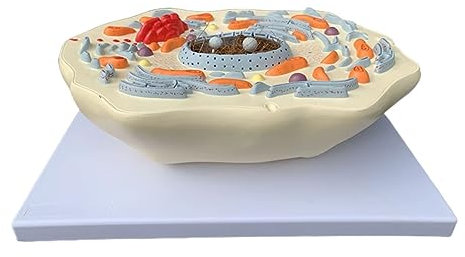 Tiermodell, Zelllehrmodell, Anatomie, Mikrostrukturmodell, Biologie Demonstrationsskelett