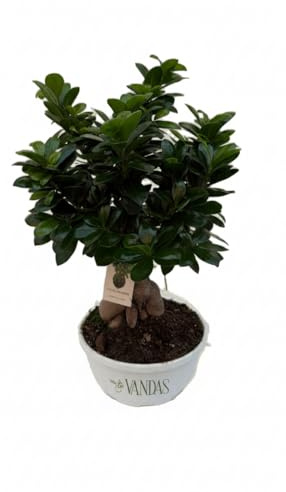 Vandas Ficus Ginseng Bonsai – Pianta Sempreverde da Interno | Ciotola Diametro 23 cm, Altezza 40 cm | Radici Nodose e Tronco Scultoreo | Made in Italy