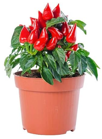 Planta de Chile Capsicum Natural la Opción Ideal para Amantes de la Cocina Casera