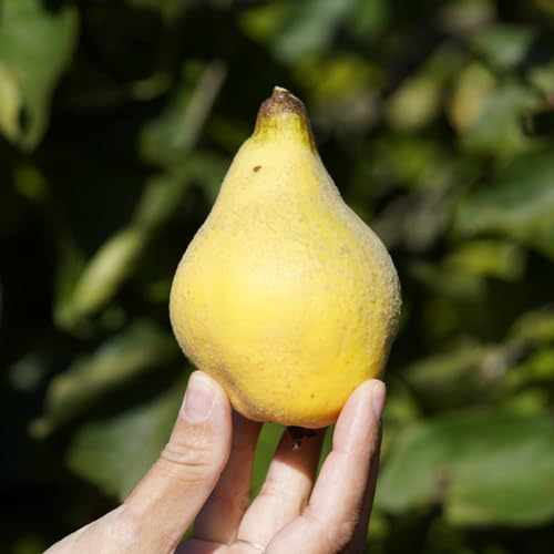 200 pcs quittenbaum winterhart samen, winterharte pflanzen für balkon, balkongarten quittenbaum kaufen - Cydonia oblonga - pflanzen balkon, kübelpflanzen winterhart bonsaibaum echt,