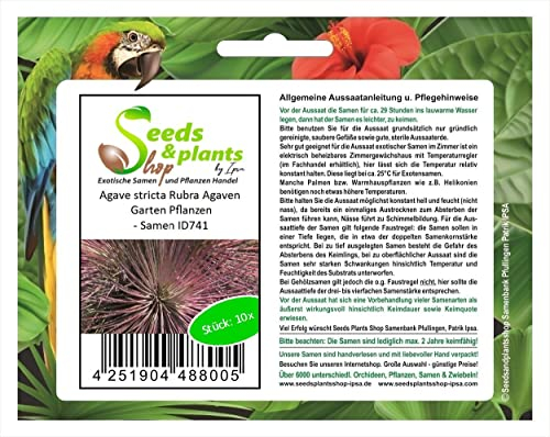 Stk - 10x Agave stricta Rubra Agaven Garten Pflanzen - Samen ID741 - Seeds & Plants Shop by Ipsa