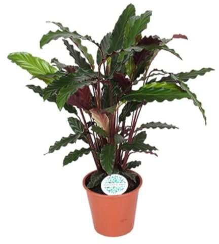Planta natural de interior Calathea Rufibarba, 40-45 cm. Planta cola de mono. Planta con hojas onduladas verde oscuro y reverso púrpura con textura aterciopelada. Segura Garden.