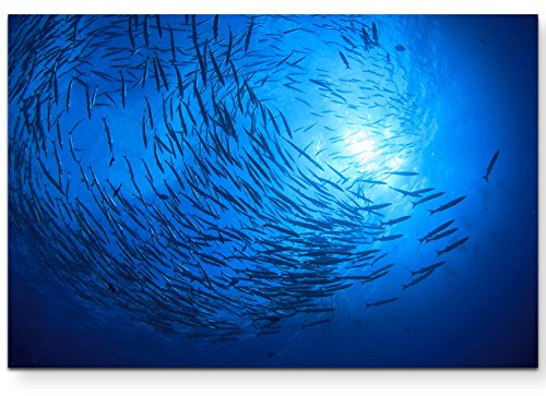 Paul Sinus Art Leinwandbilder | Bilder Leinwand 120x80cm Barracuda Fische