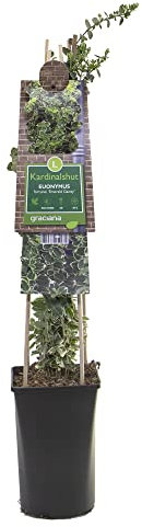 mgc24 Kletterpflanze Sichtschutz Heckenpflanze Rankpflanze Euonymus fortunei, Emerald Gaiety, Kletter-Spindelstrauch im 2l-Container 1 Pflanze