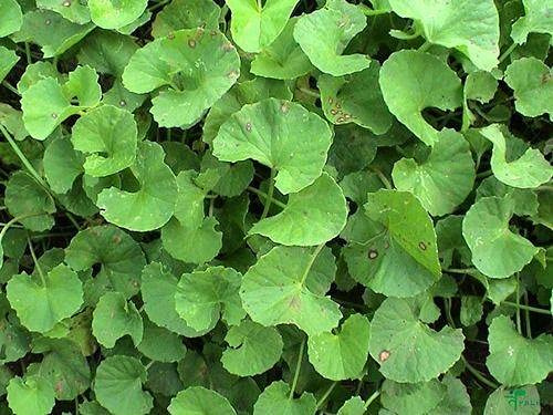 Pianta di Centella Asiatica 15 Stück