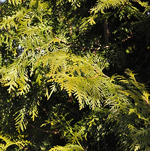 Lebensbaum Brabant 40-60cm - Thuja occidentalis