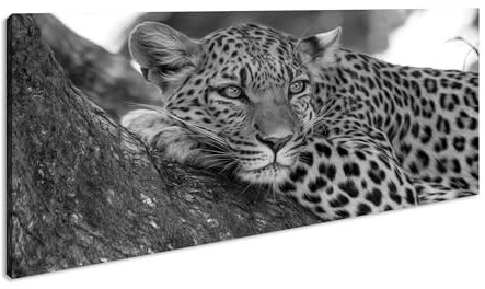 liegender Leopard Panorama 80x40 cm Effekt: Schwarz/Weiss als Leinwandbild, Motiv fertig gerahmt auf Echtholzrahmen, Hochwertiger Digitaldruck mit Rahmen