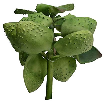 Vacchetti Ramo Planta Grasa Multicolor, Grande
