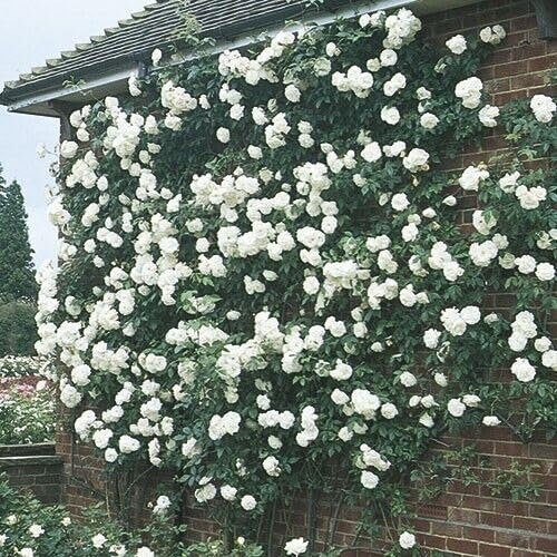 GARTHWAITE NURSERIES® : - Potted 2 Litre Climbing Rose Iceberg Perennial Plant