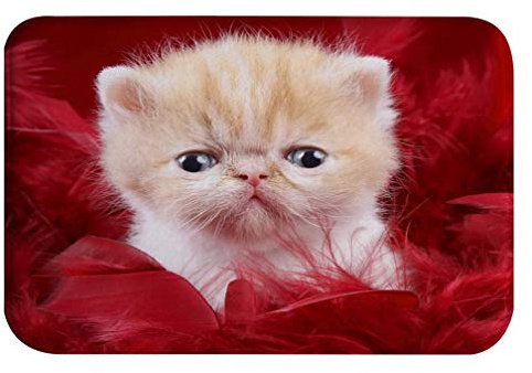 A.Monamour Badematten Badteppiche Badvorleger Niedliche Kätzchenkatze Unter Roten Federn Tierliebhabern Themenorientierter Flanell rutschfeste Badteppiche Bodenteppichbereich Wolldeckenmatte 40x60cm