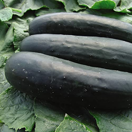 Outdoor Cucumber Seeds 'Jogger' F1 Hybrid American Slicer Cucumis sativus Half-Hardy Annual Easy to Grow Your Own Garden Vegetables 1x Packet (Approx. 10 Seeds) By Thompson and Morgan