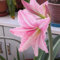 2 Rosa Amaryllis Zwiebel Steckzwiebeln Kaufen Weihnachten Amaryllis Zwiebeln Winterhart Mehrjährig Winterharte Pflanzen Für Garten Balkon Winterharte Pflanzen Zierblumen Hydroponik Blumenzwiebeln
