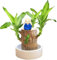 Brasilien Pflanzen Indoor Glücksholz Pflanze Set Kleine Mini-Pflanze Desktop-Pflanzen Brasilianische Holzpflanze Mit Mönchen Brazilian Wood Pflanzenstumpf Holz Hydrokulturpflanze (Blue, One Size)