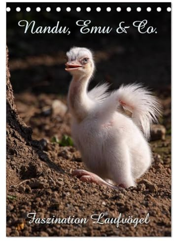 Nandu, Emu & Co. (Tischkalender 2026 DIN A5 hoch), CALVENDO Monatskalender: Faszination Laufvögel (CALVENDO Tiere)