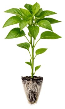 Planta De Huerto Pimiento Italiano Natural DECOALIVE Uso Doméstico