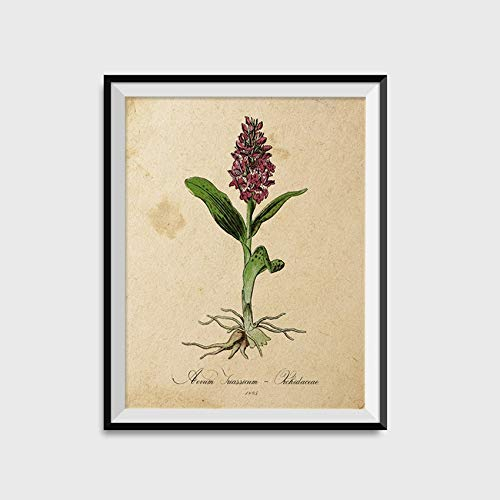 Nacnic Vintage Blümen Poster - Orchidee. Vintage Poster mit Hintergrund Definitionen. Bunte Illustrationen für die Innendekoration. 30x40cm Größe.