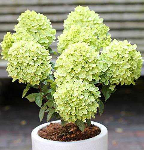 Rispenhortensie Candle Light® 40-60cm - Hydrangea paniculata