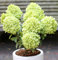 Rispenhortensie Candle Light® 40-60cm - Hydrangea paniculata