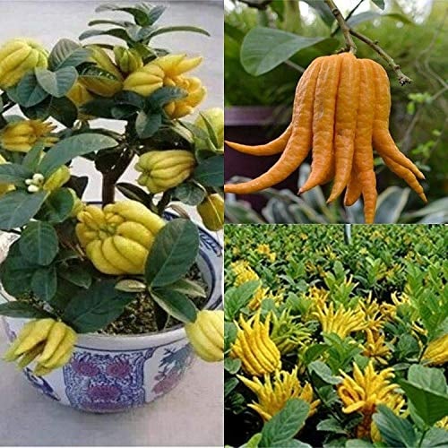 GETSO Seed Pack No Plants 40 Seeds USAOrganic Bergamot Fingered Citron (Buddhas Hand) 10-80 Seeds