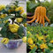GETSO Seed Pack No Plants 40 Seeds USAOrganic Bergamot Fingered Citron (Buddhas Hand) 10-80 Seeds