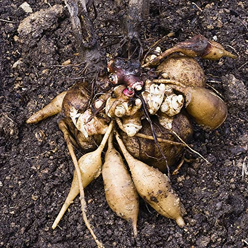 yacon samen, balkonpflanzen winterhart mehrjährig heilkräuter samen topfpflanzen obstsamen obst frisch nachhaltige geschenke dachbegrünung pflanze saat 300 Stück