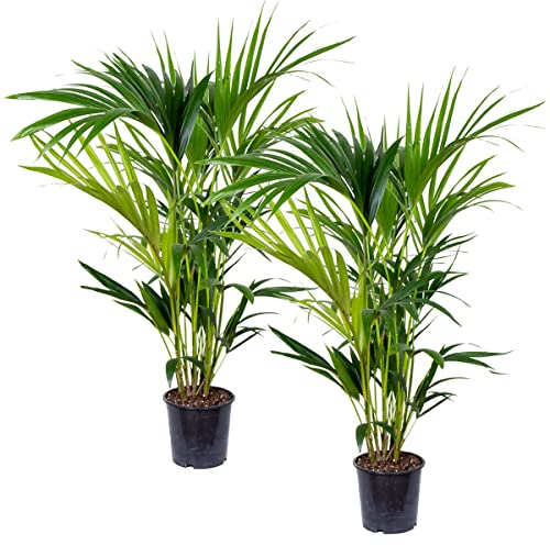 Bloomique - Lot de 2 - Howea Forsteriana - Palmier Kentia - Plantes d’intérieur - Dépolluante - Pet Friendly - 80-100 cm de Haut - Pot 19 cm