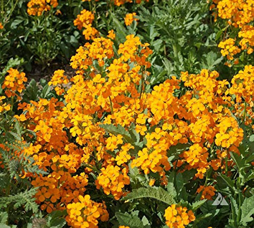 Daisy Meadow White (Siberian WallFlower Cheiranthus x allionii Orange - Perennial Seeds Planting 50 Seeds)