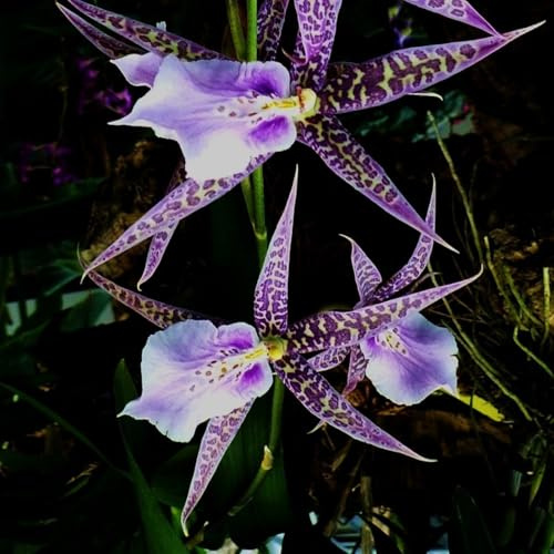 Bulbi di orchidea ragno, Piantagione di giardini, Attira farfalle e colibrì, Decora la tua casa, Composizioni floreali da giardino,-2 bulbi