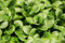 Graines Mâche verte de Cambrai - Sachet de 4 grammes (environ 2400 graines) - Graines de style