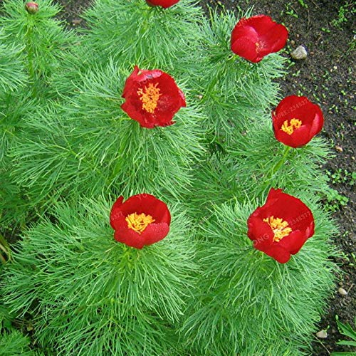 Paeonia Tenuifolia Seeds Fernleaf Peony Samen Pfingstrose-Blumensamen Doppelblüte Fernleaf Peony Rubra Plena Garten Pflanzensamen