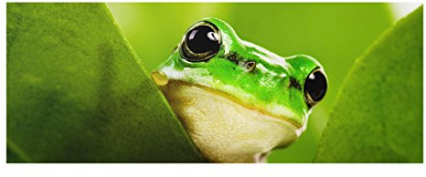 Bilderwelten Top Tiere Glasbilder Wandbild Foto Kunstdruck 30 x 80 cm, Wetterfrosch