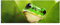 Bilderwelten Top Tiere Glasbilder Wandbild Foto Kunstdruck 30 x 80 cm, Wetterfrosch