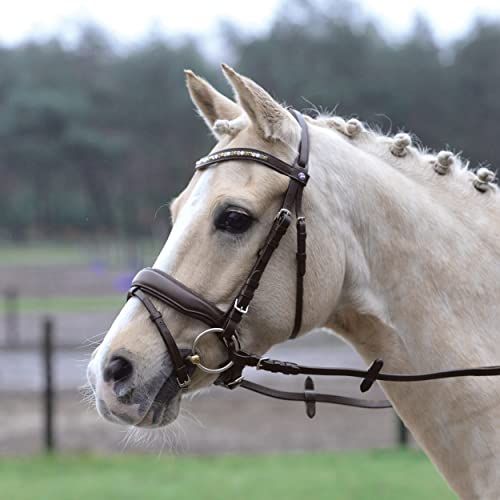 Busse