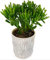 POWERS TO FLOWERS - CRASSULA OVATA HOBBIT ALBERO DI GIADA, IN VASO CERAMICA A RIGHE GRIGIO-BIANCO, pianta vera