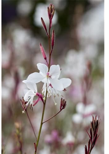 Gaura lindheimeri - Prachtkerze, weiß - winterhart, im Topf 13 cm, in Gärtnerqualität von Blumen Eber - 13 cm