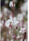 Gaura lindheimeri - Prachtkerze, weiß - winterhart, im Topf 13 cm, in Gärtnerqualität von Blumen Eber - 13 cm