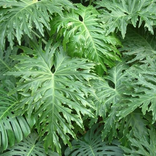 10 piezas semillas de plantas de filodendro - semillas de bonsai, plantas decorativas (Filodendro selloum) mini invernadero alféizar de la ventana plantas trepadoras resistente Balcón