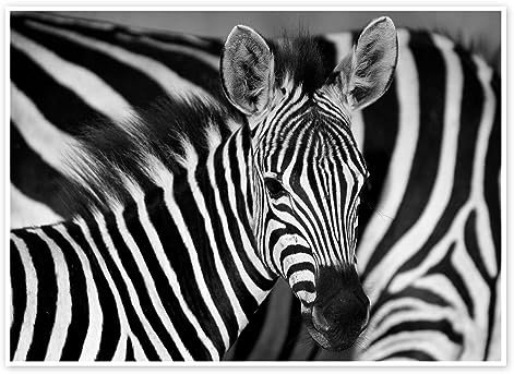 Zebra schwarz-weiß Poster von HADYPHOTO 70 x 50 cm Schwarz-Weiß Wandbilder Wanddeko