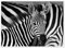 Zebra schwarz-weiß Poster von HADYPHOTO 70 x 50 cm Schwarz-Weiß Wandbilder Wanddeko