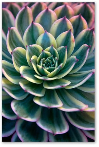 Postereck - 3041 - Sukkulente, Pflanze Natur Close Up Flora Grün - Wandposter Fotoposter Bilder Wandbild Wandbilder - Poster - 3:2-30,0 cm x 20,0 cm