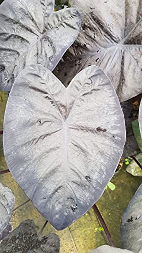 Colocasia 'Black Sapphire Gecko' / Oreille d'éléphant géante noir/Conteneur de 2 à 2.9 litres