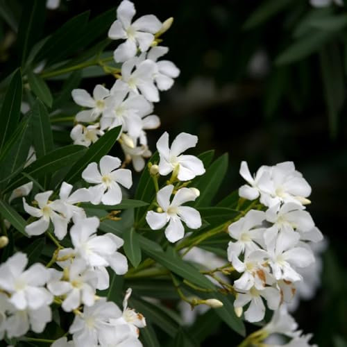 oleander sträucher samen - frühlingsblumen, balkonpflanzen oleander samen, sträucher winterhart blühend, gartenblumen topfpflanzen draußen winterhart pflanzen balkon, deko wohnzimmer 15pcs