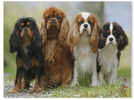 1000 Puzzles Für Erwachsene，Cavalier King Charles Spaniel Tier，Freizeit Unterhaltung Kinder Spielzeug Zuhause Dekoration Art Geschenk（75x50cm）-H2