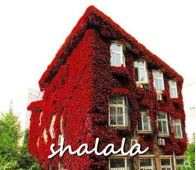 Semillas de la planta de la hiedra Ponak Nueva 50pcs para la jardinería hermosa rojo oscuro