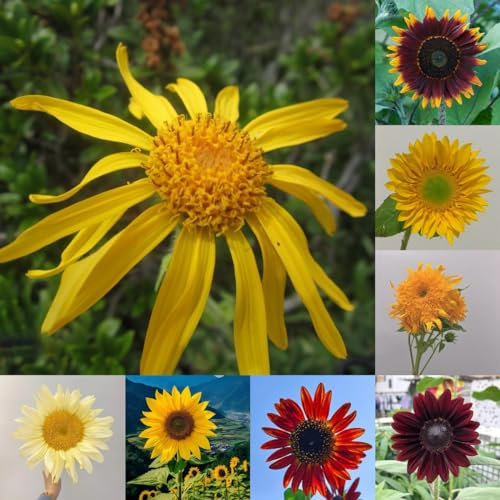 80 piezas Semillas de girasol ecológicas - Helianthus annuus - Plantas en macetas para exterior, cobertura del suelo, semillas perennes resistentes. Semillas de girasol perennes semillas
