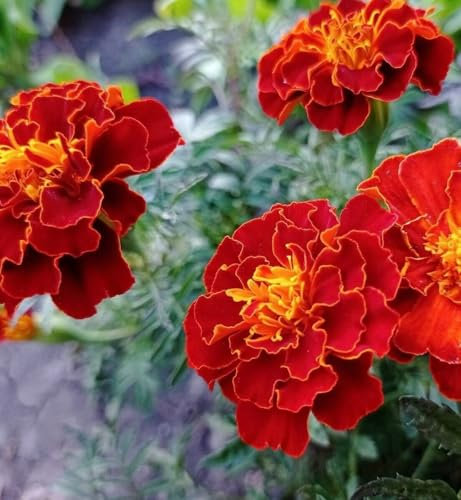 Carbeth Plants Marigold Bedding Plants - 1 x 6 Pack French Red Bedding Plant Outdoor Garden Ready