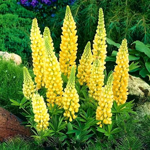 Russel Lupin Chandelier - 50 Seeds + freebie + Plant tag (Lupinus polyphyllus)
