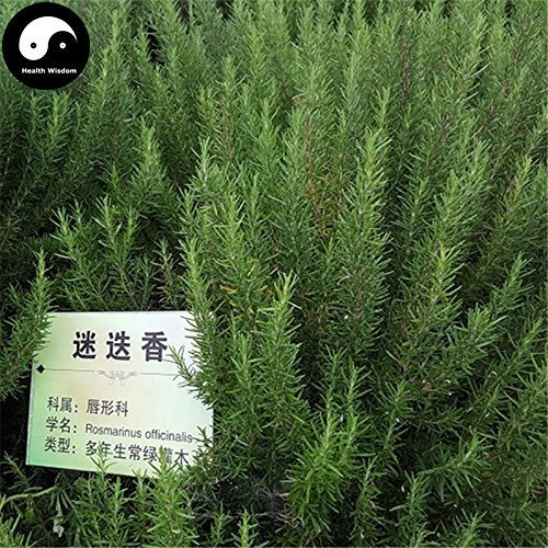 Kaufen Rosmarinus officinalis Baumsamen 60pcs Pflanze Rosmarin Baum Mi Xiang Die